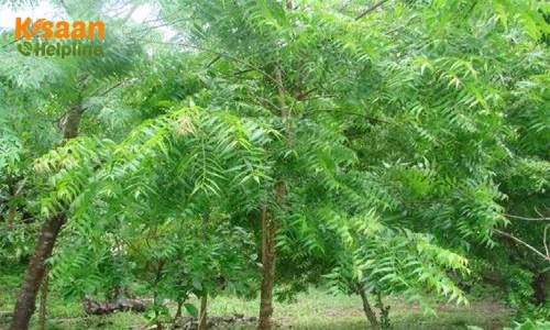 Neem Tree (नीम)